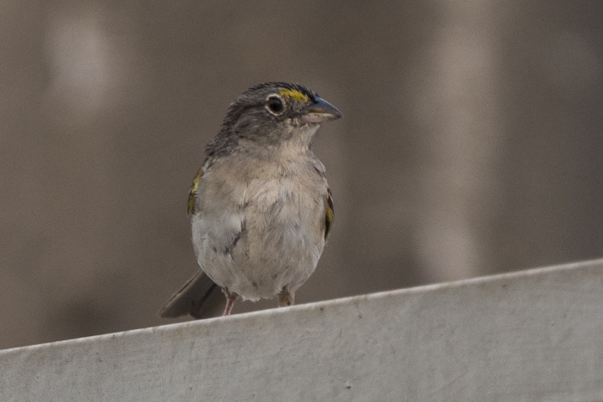 Grassland Sparrow - ML290648701