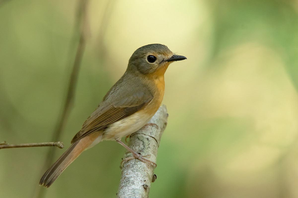 Hill Blue Flycatcher - ML290648721