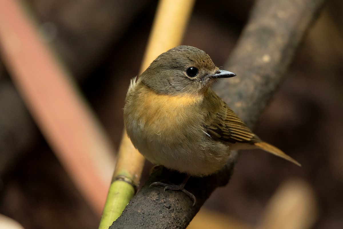 Chinese Blue Flycatcher - ML290648761