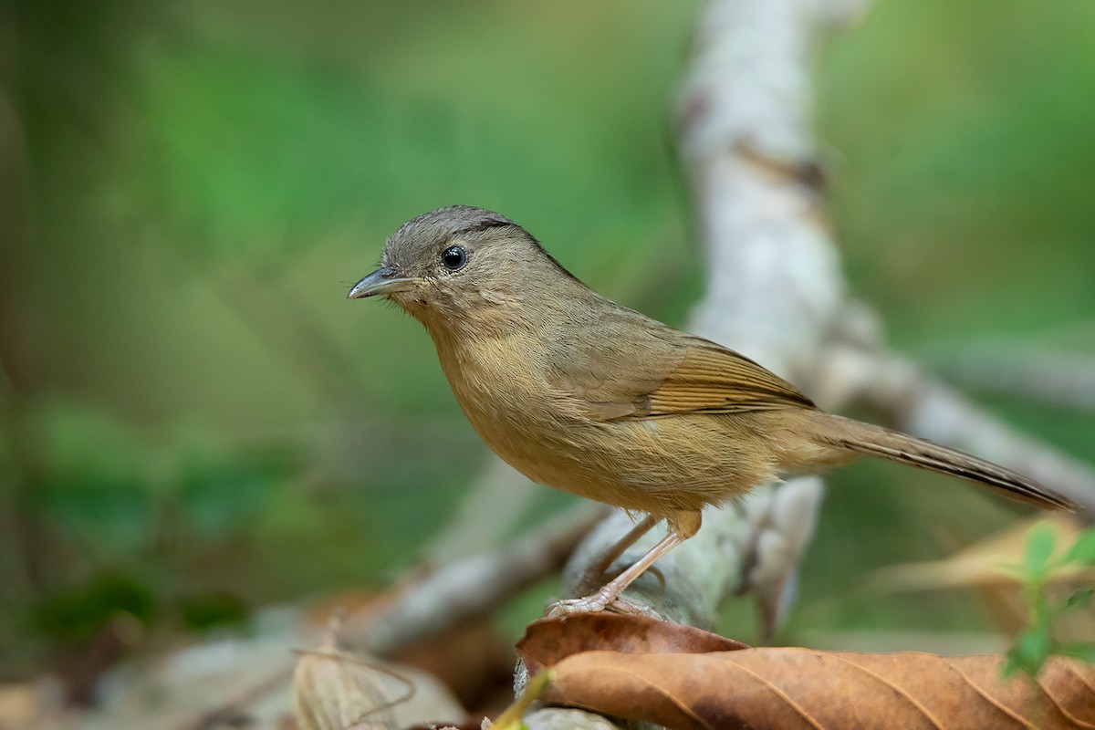 Brown-cheeked Fulvetta - ML290648871