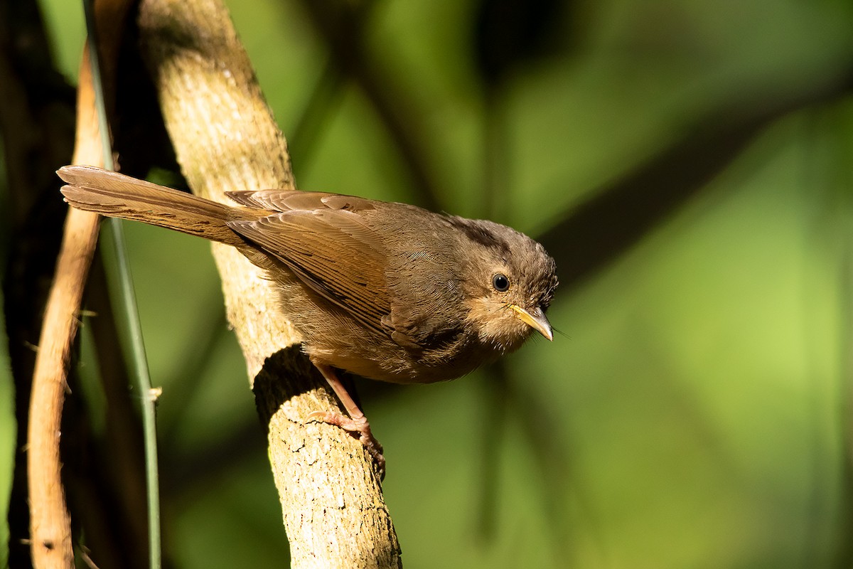 Brown-cheeked Fulvetta - ML290648881