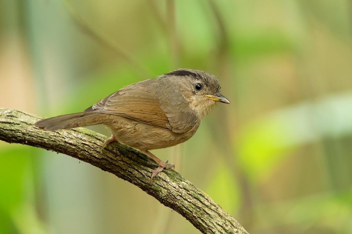 Brown-cheeked Fulvetta - ML290648891