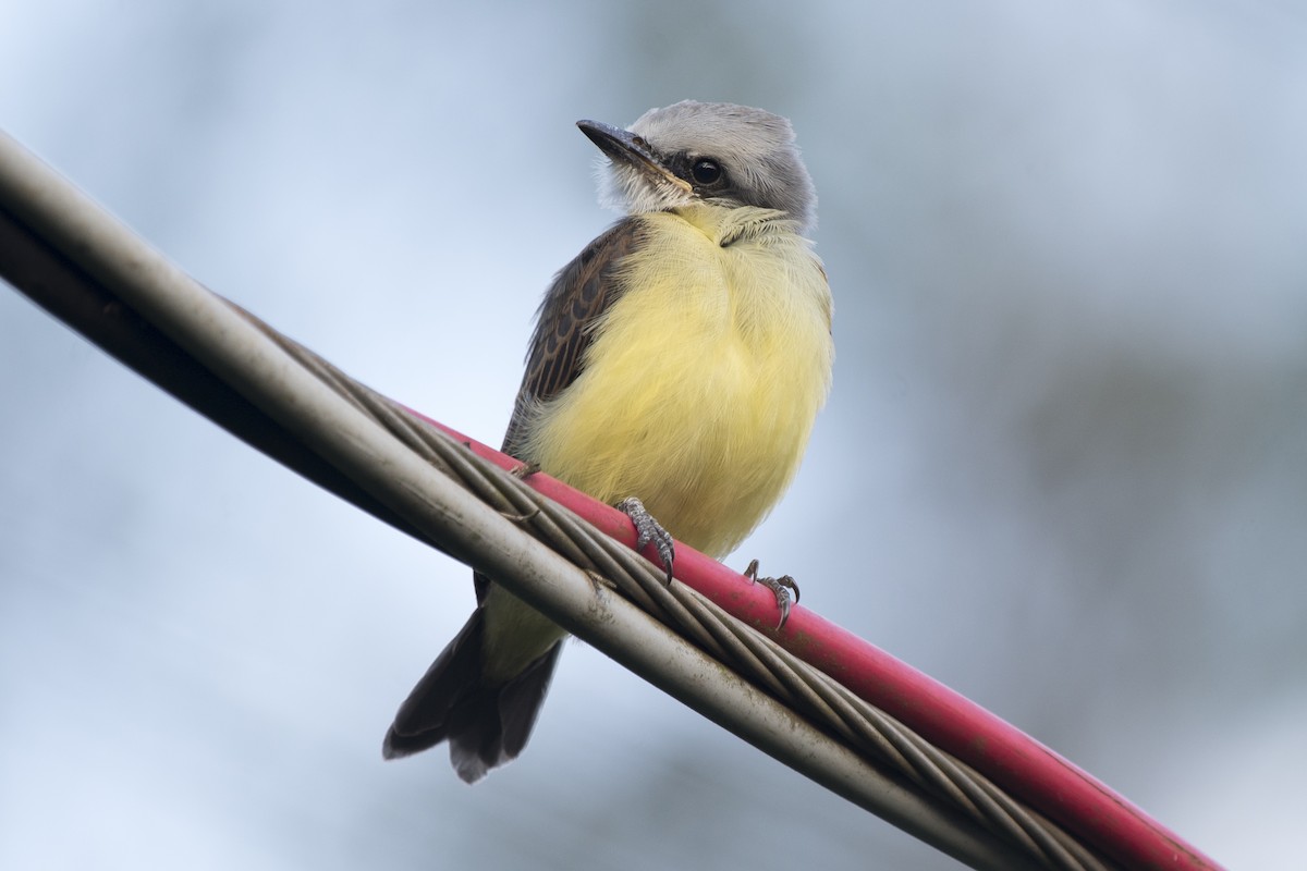 Tropical Kingbird - Luiz Carlos Ramassotti