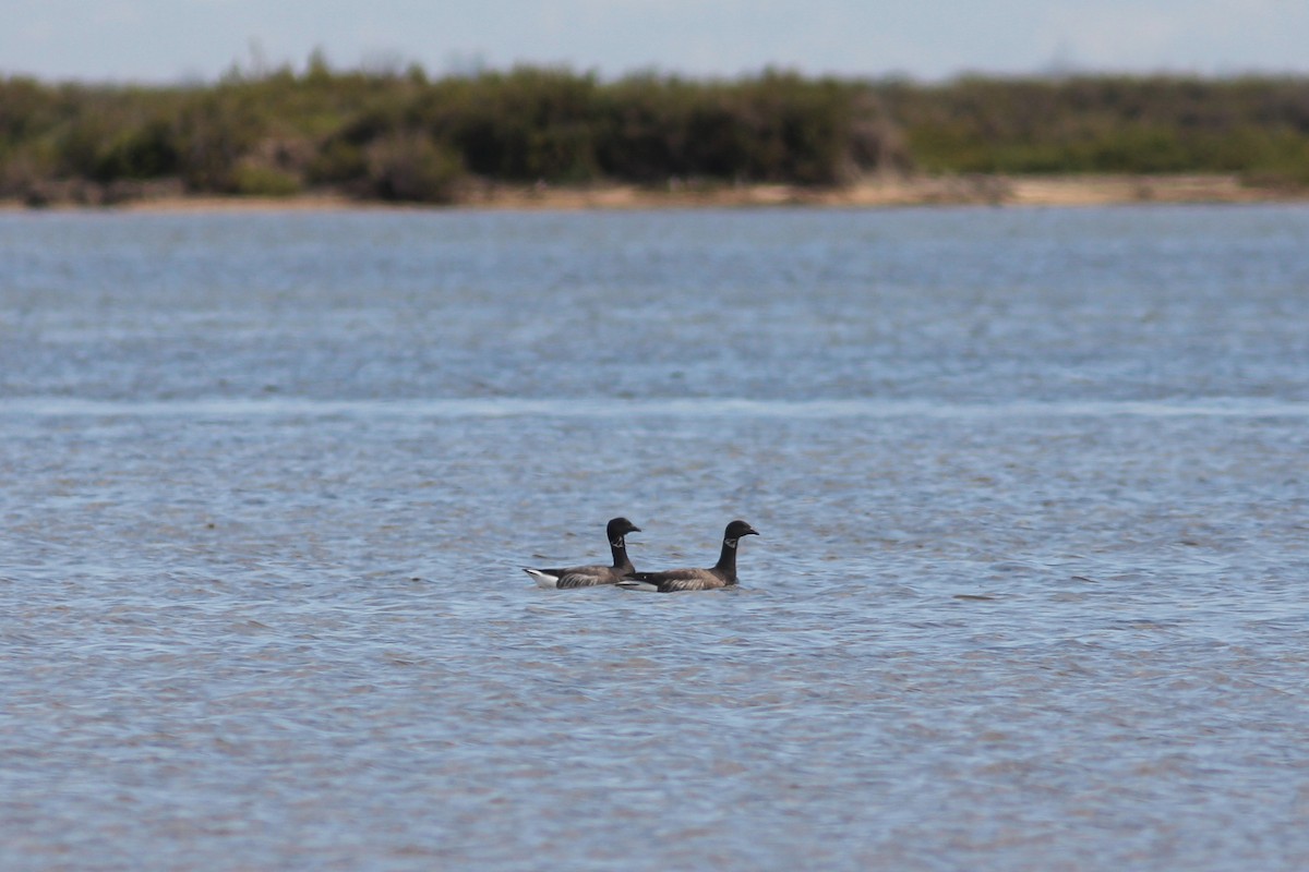 Brant - ML290650081