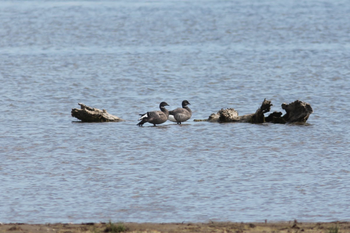Brant - ML290650101