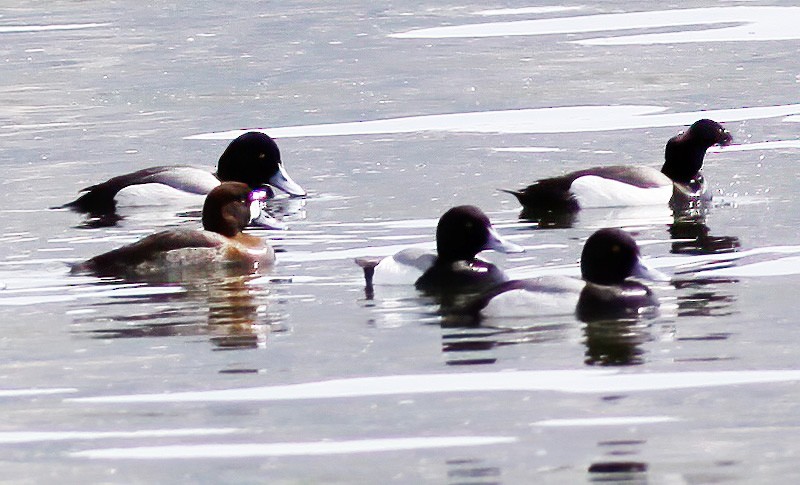 Greater Scaup - ML290651001