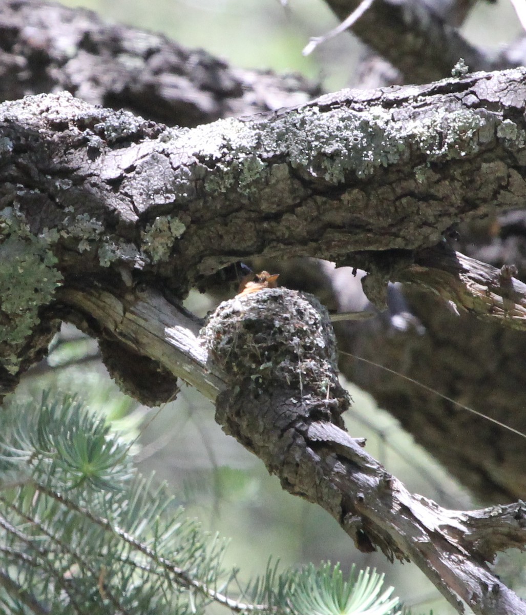 Tufted Flycatcher - ML290651891