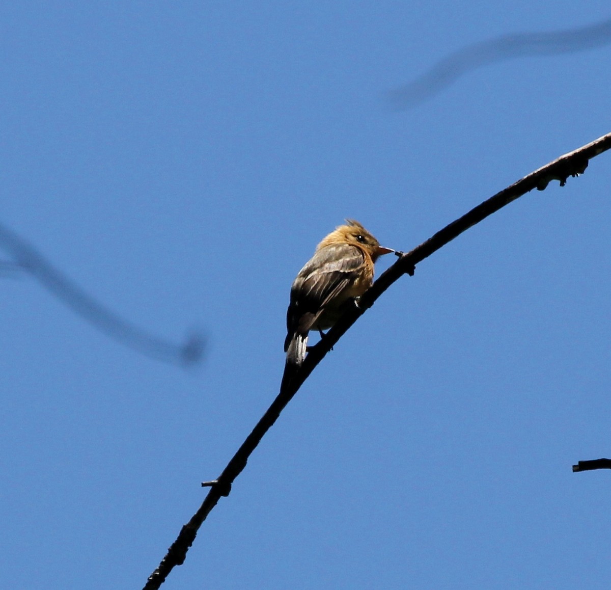 Tufted Flycatcher - ML290651901