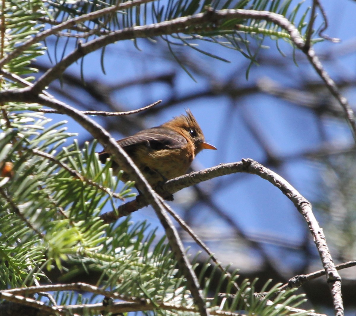 Tufted Flycatcher - ML290651951