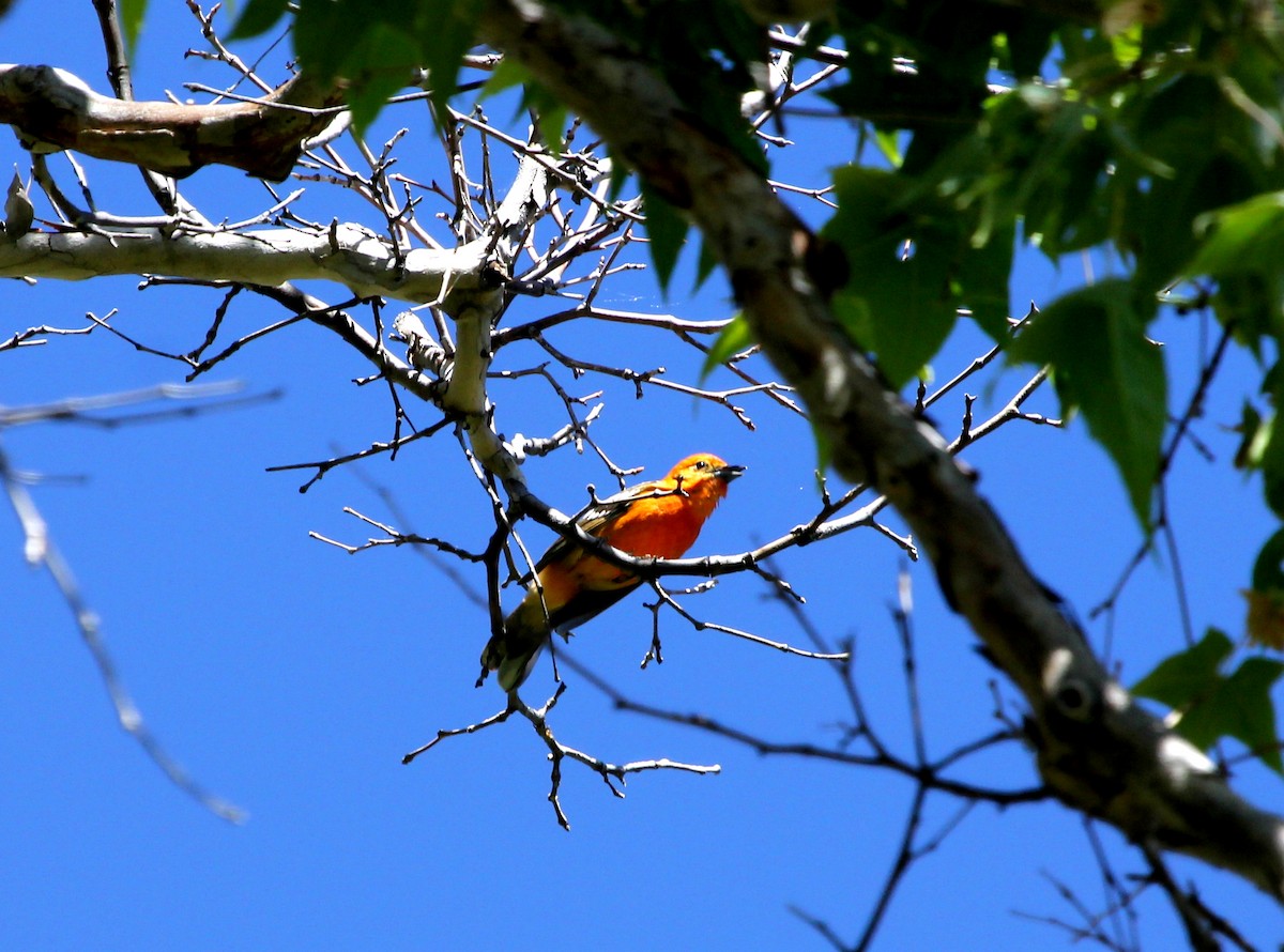 Flame-colored Tanager - ML290652351