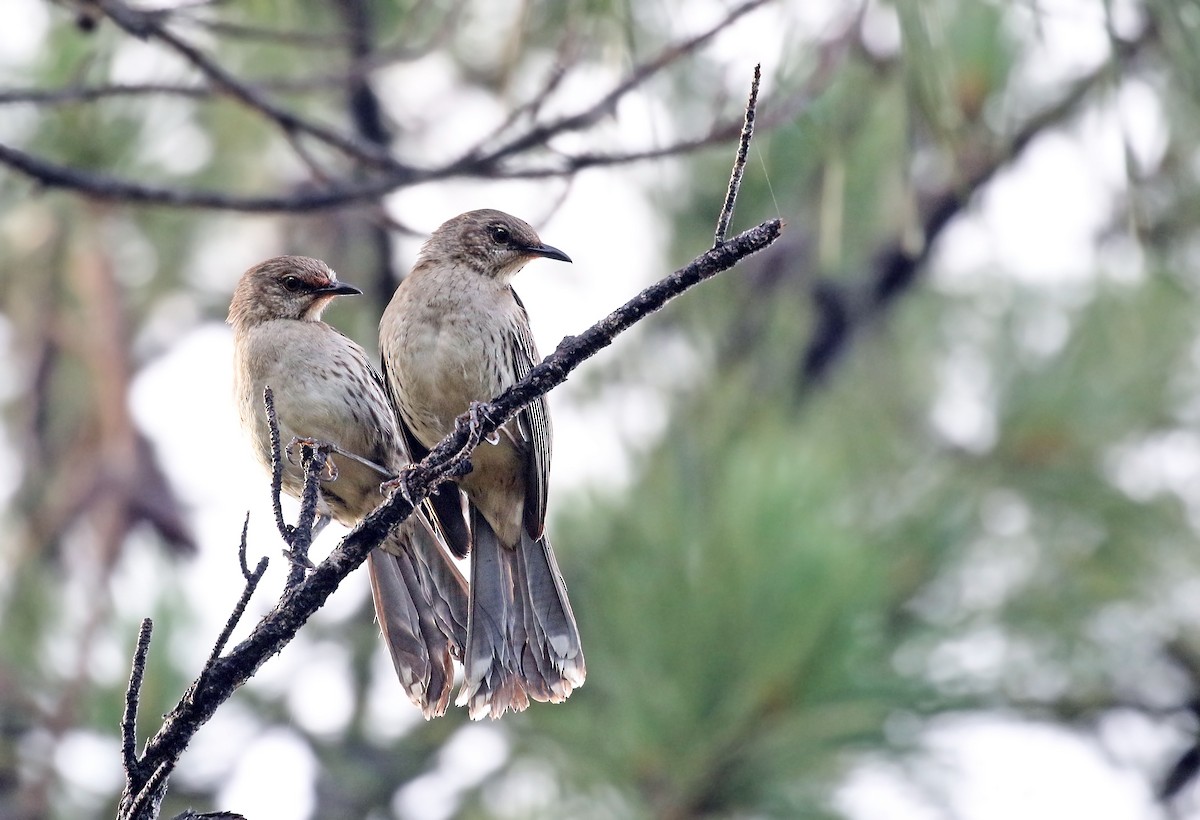 Bahama Mockingbird - Andrew Spencer
