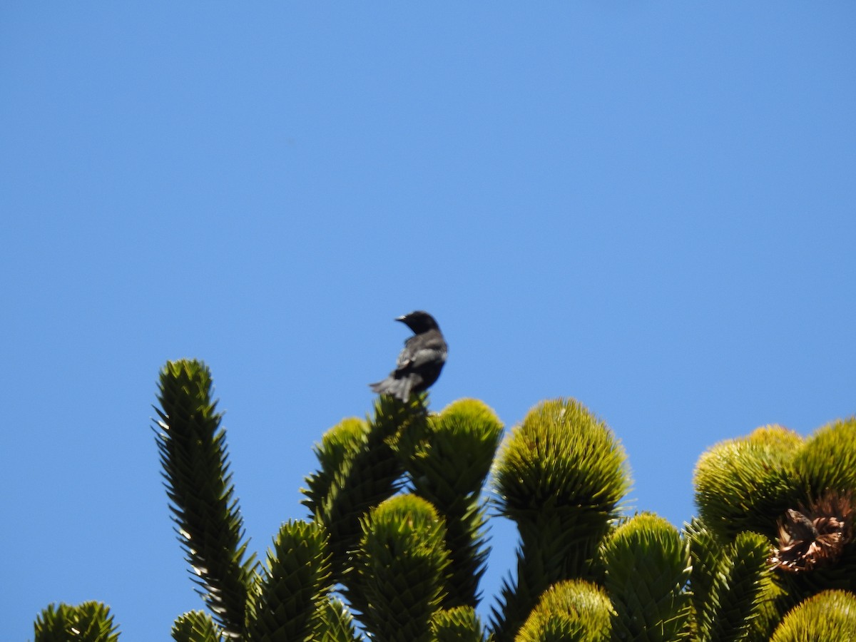 Austral Blackbird - ML290653181