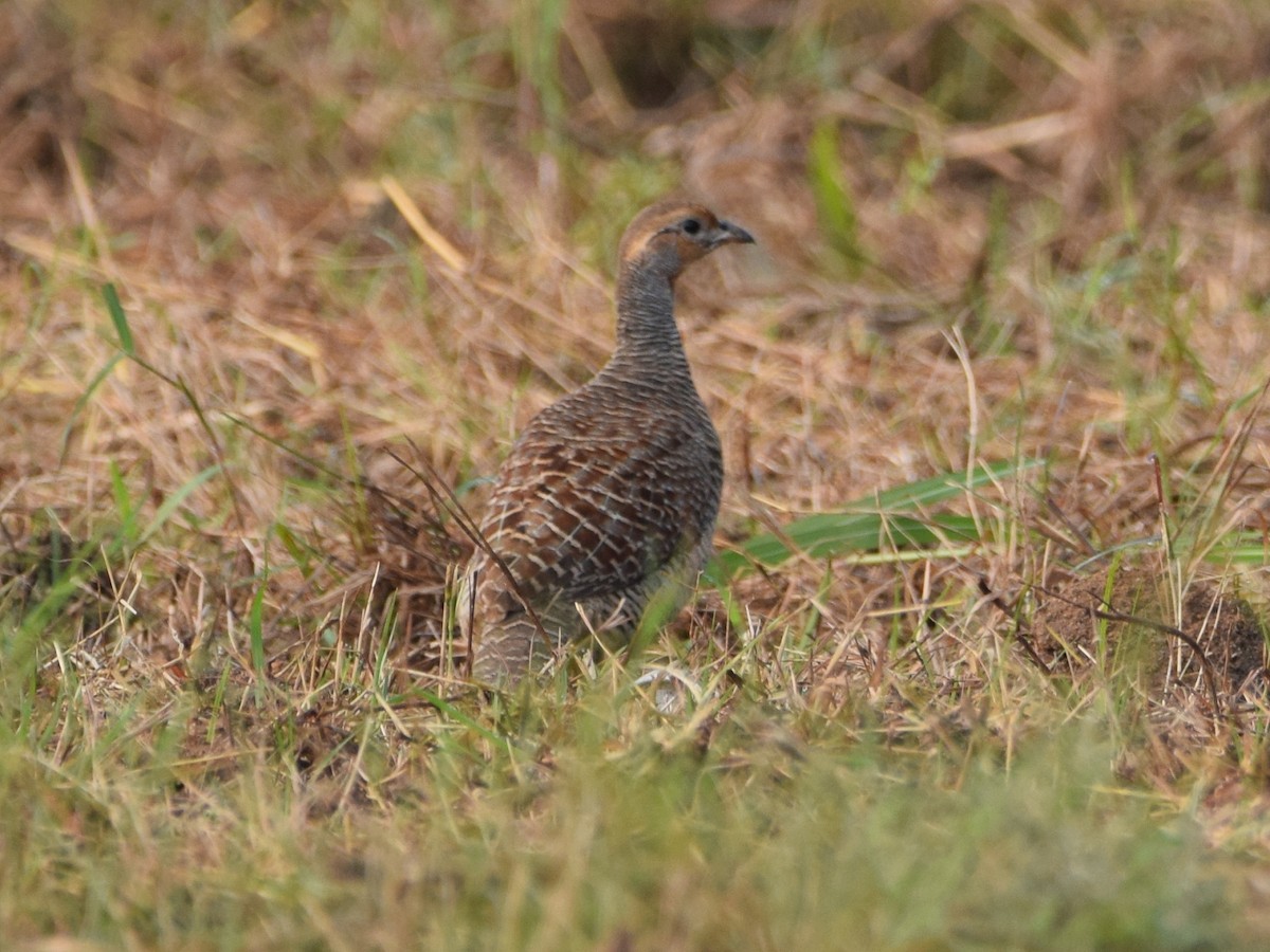Gray Francolin - ML290653841