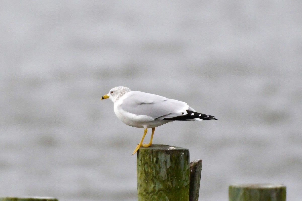 Ring-billed Gull - ML290654311