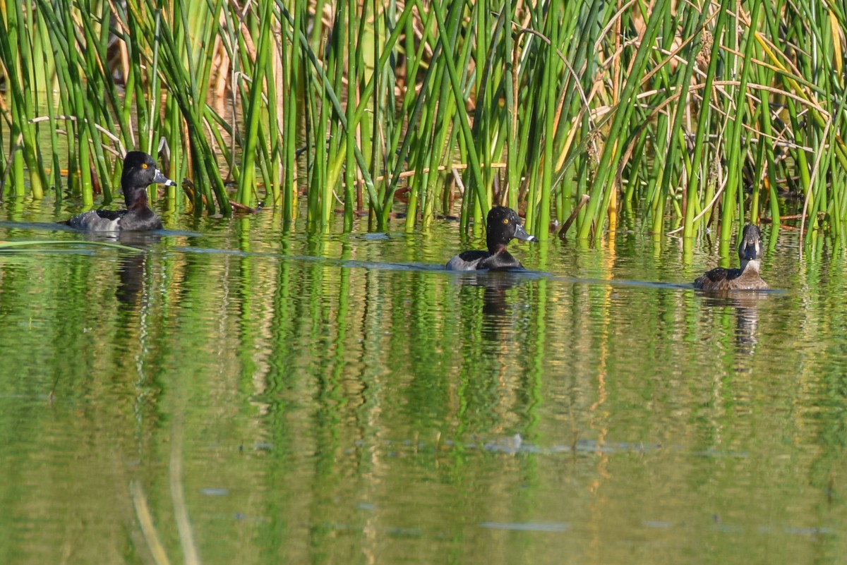 Ring-necked Duck - ML290655311