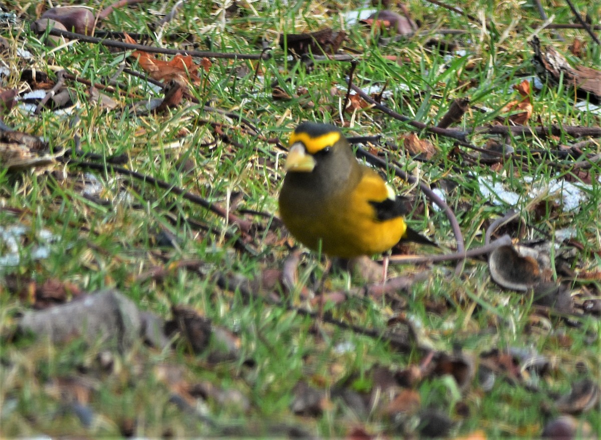 Evening Grosbeak - ML290655811