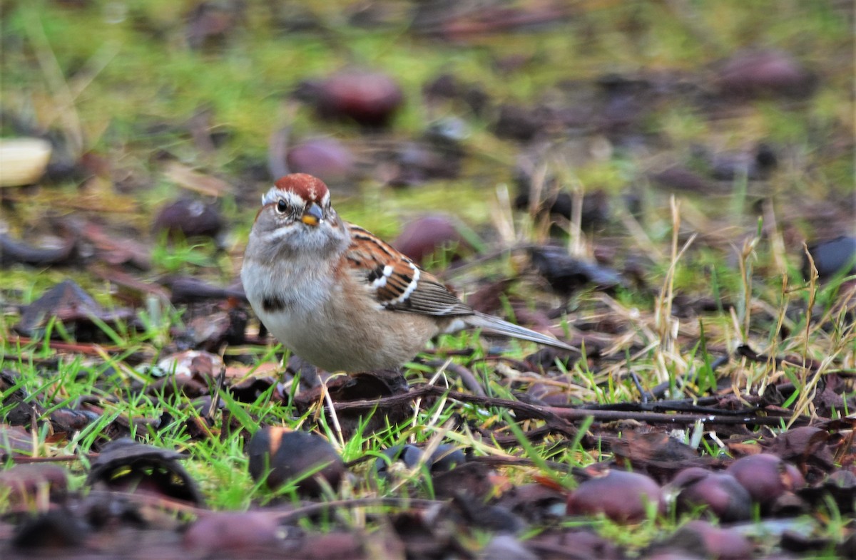 American Tree Sparrow - ML290656231