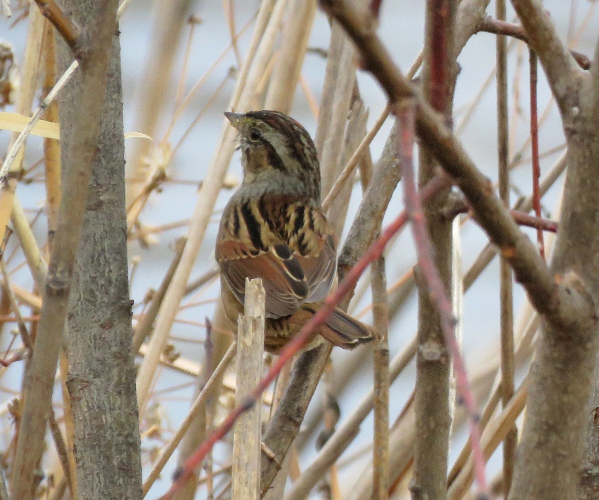 Swamp Sparrow - ML290658561