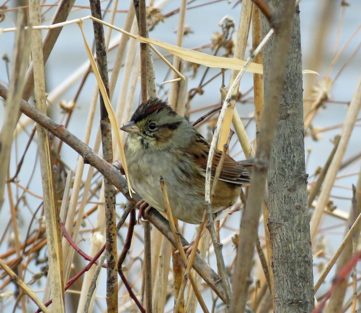 Swamp Sparrow - ML290658571