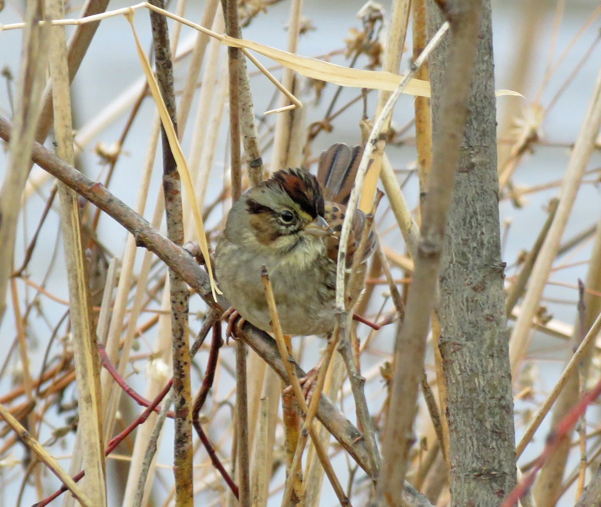 Swamp Sparrow - ML290658591