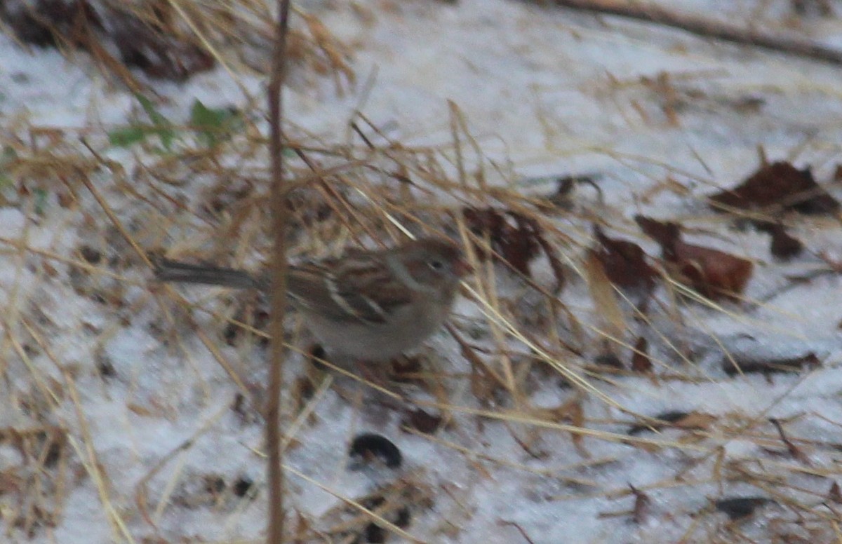 House Finch - ML290659051