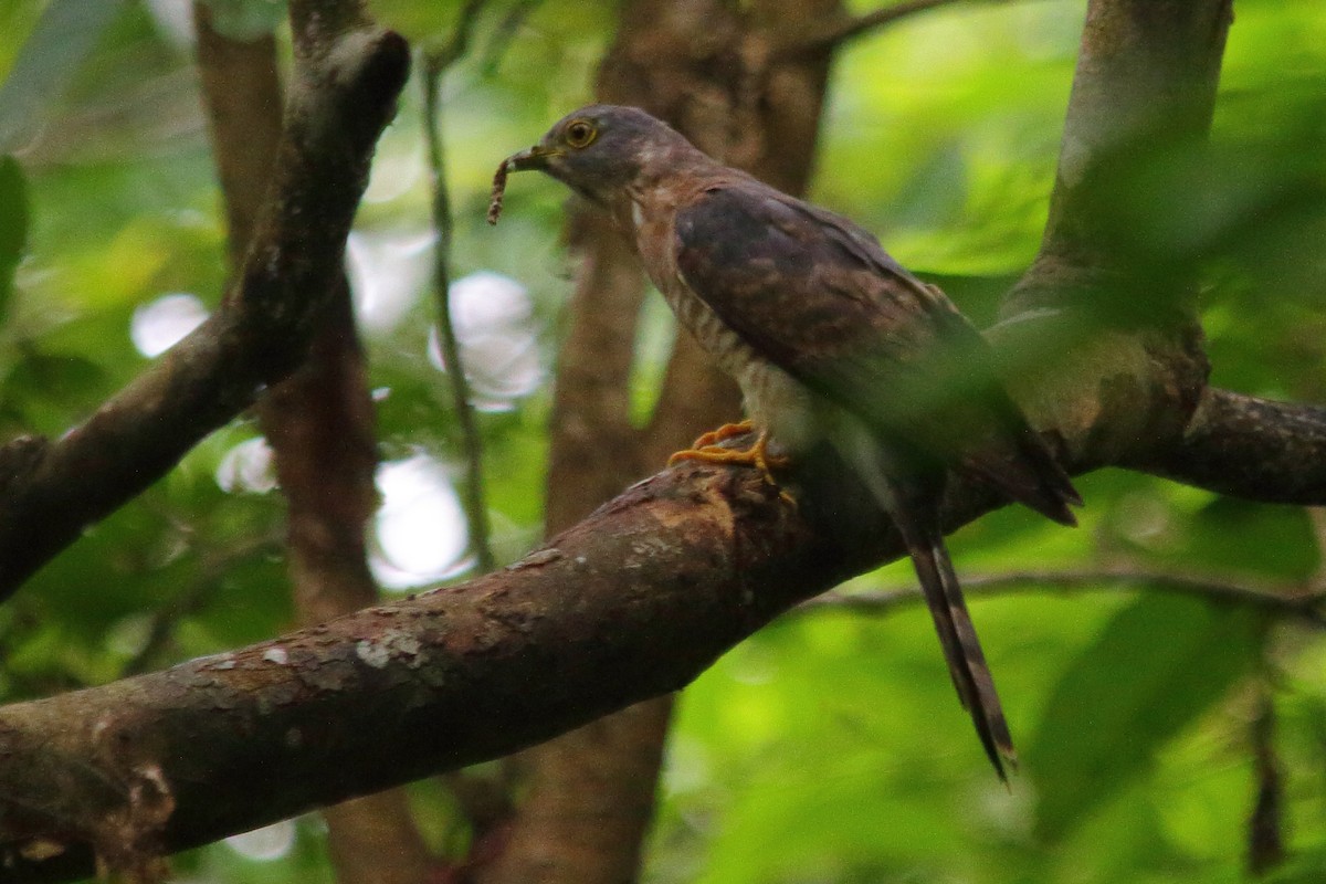 Common Hawk-Cuckoo - ML290659071