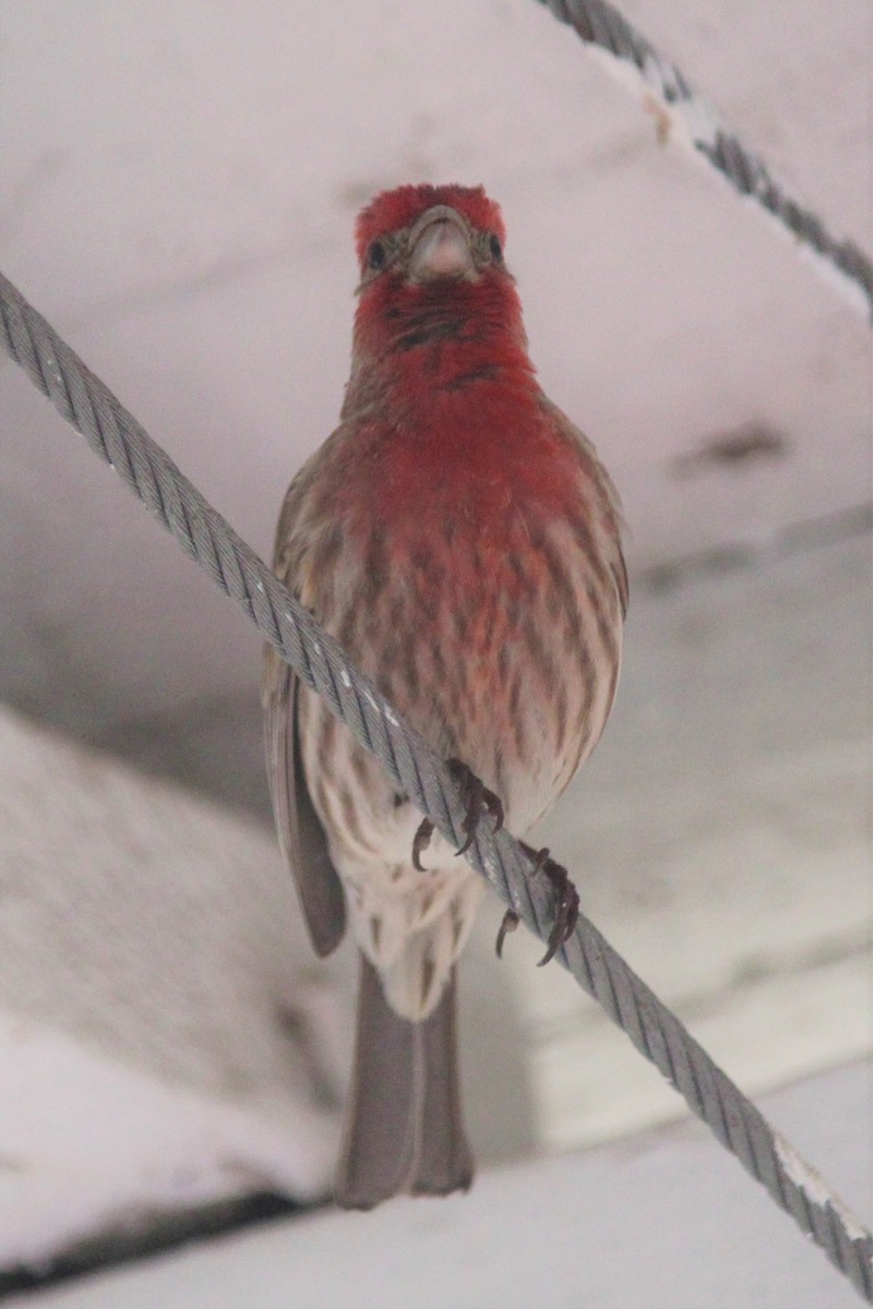 House Finch - Mark Bonta