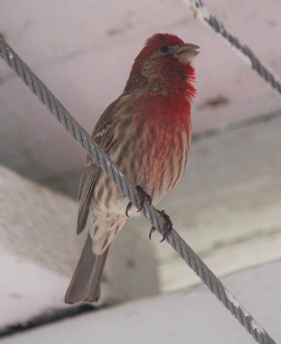 House Finch - Mark Bonta