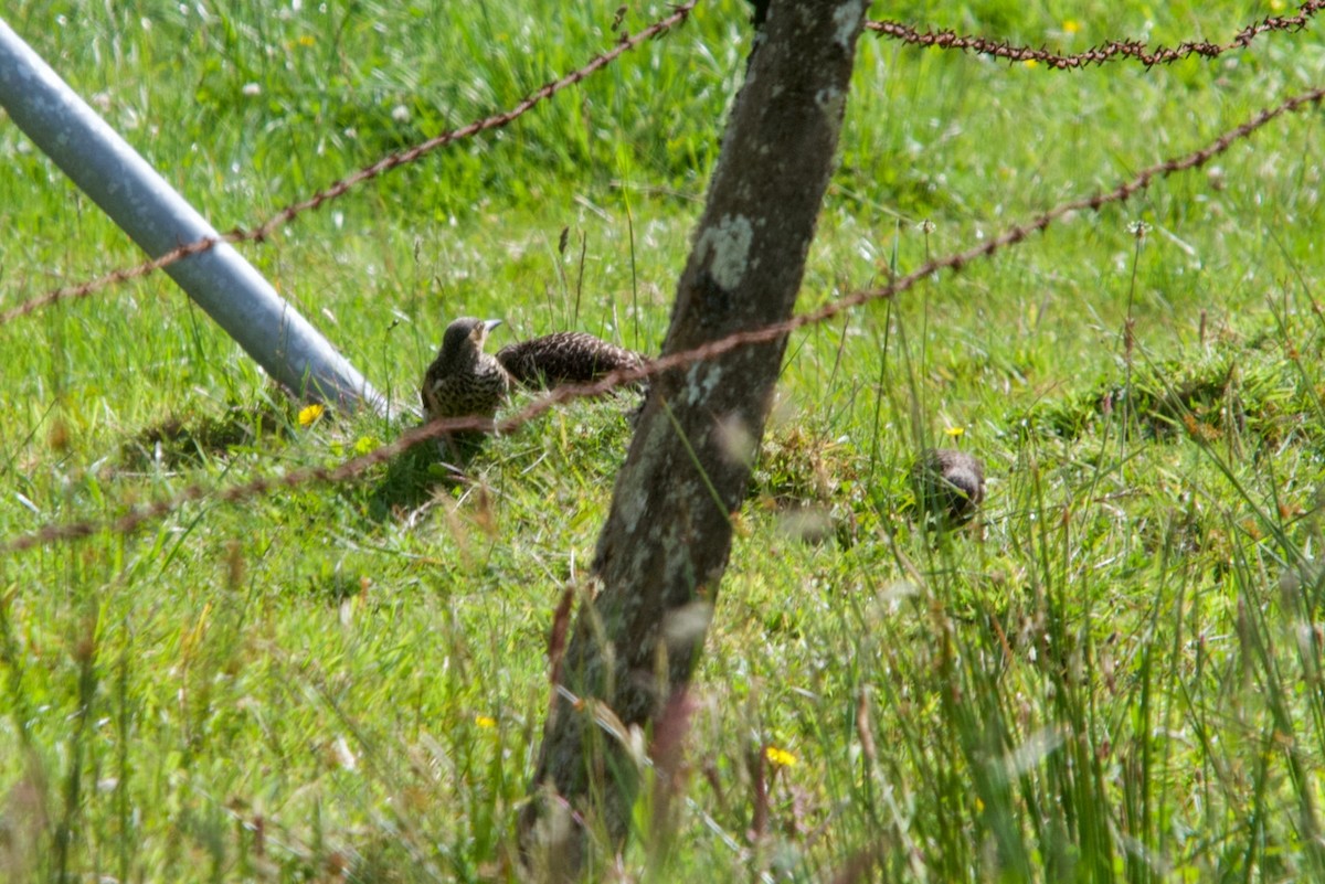 Chilean Flicker - ML290659261