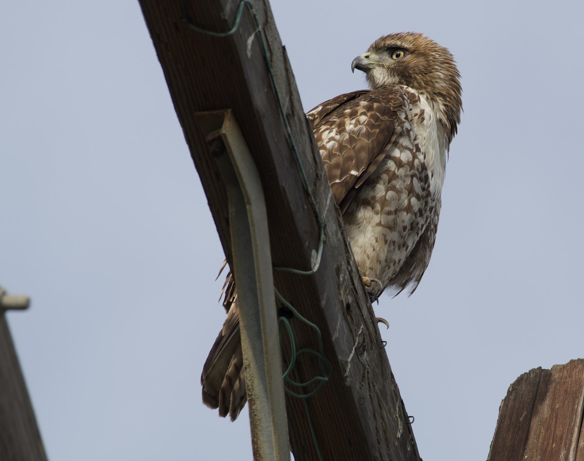 Red-tailed Hawk - ML290661081