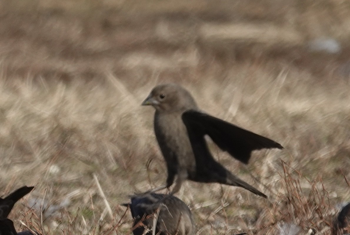 Brown-headed Cowbird - ML290661201