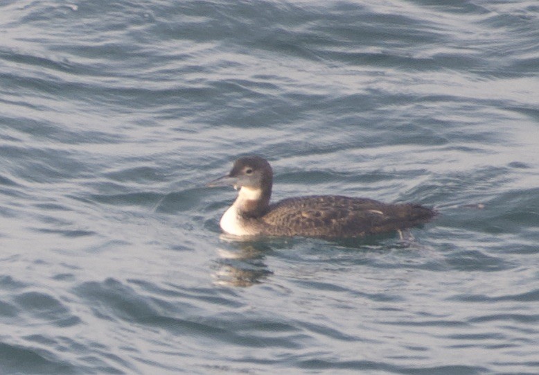 Pacific Loon - ML290661481