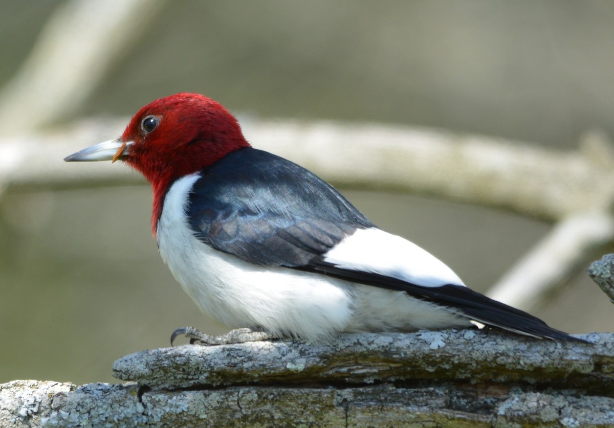 Red-headed Woodpecker - David Kennedy