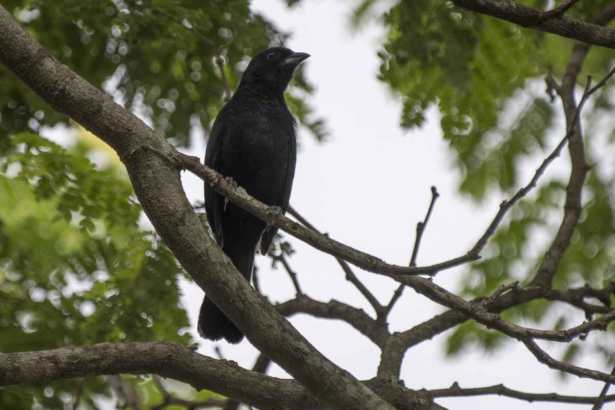 Ruby-crowned Tanager - ML290663761