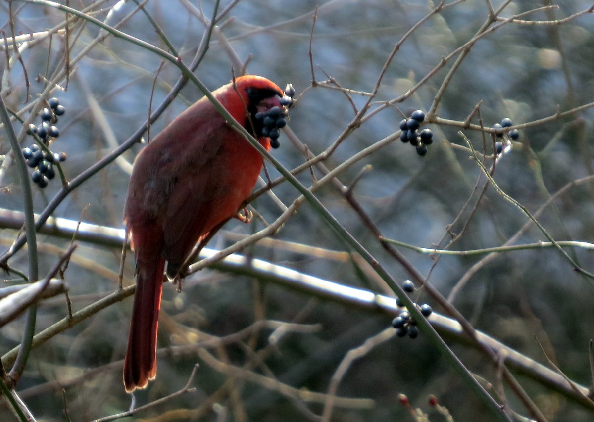 Cardinal rouge - ML290665921