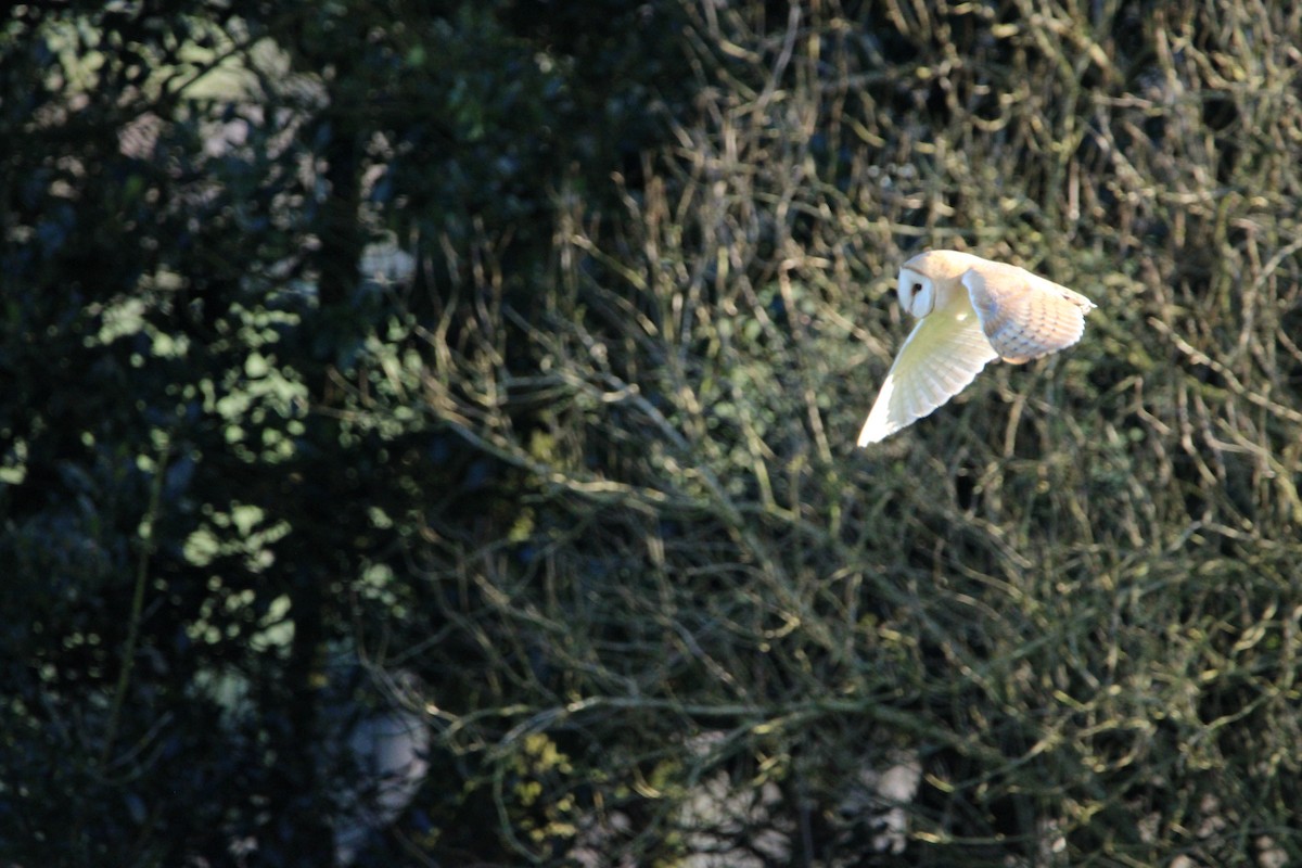 Barn Owl - Thomas Gillon