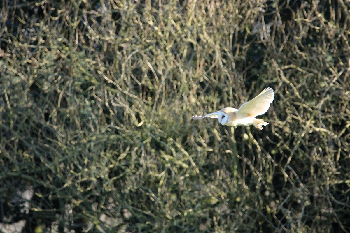 Barn Owl - Thomas Gillon