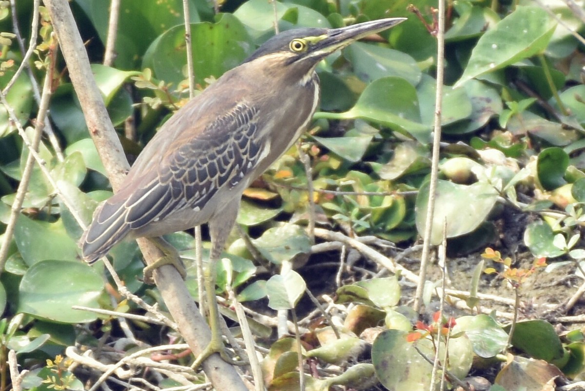 Striated Heron - ML290666561