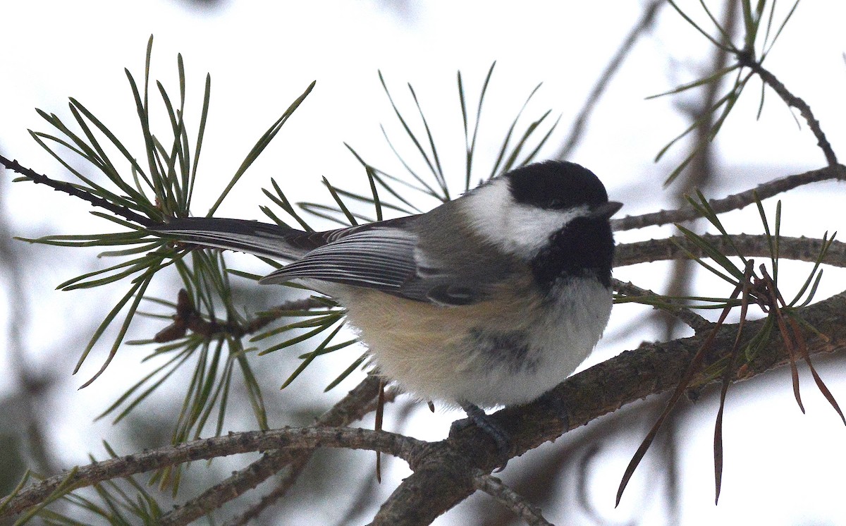 Black-capped Chickadee - ML290666831