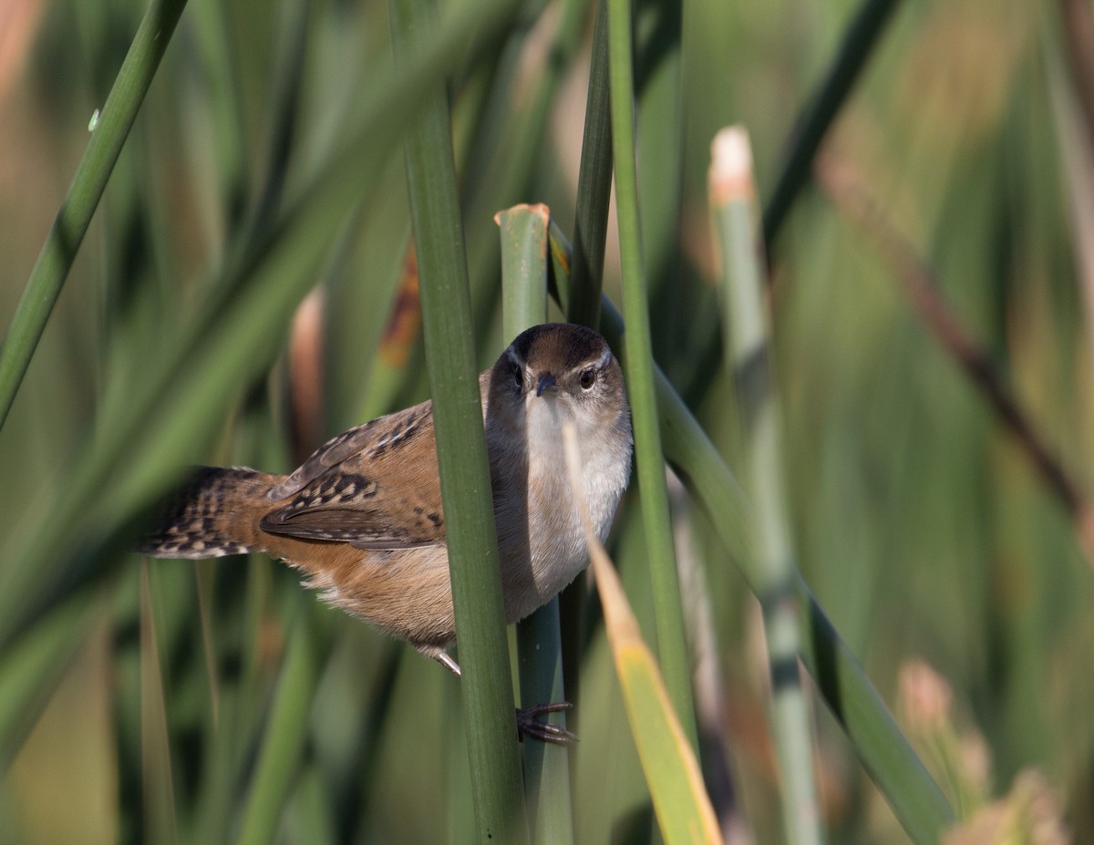 Marsh Wren - ML290666851