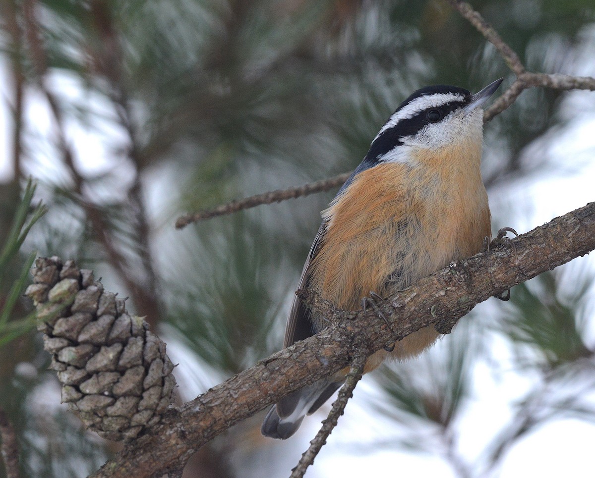Red-breasted Nuthatch - ML290666931