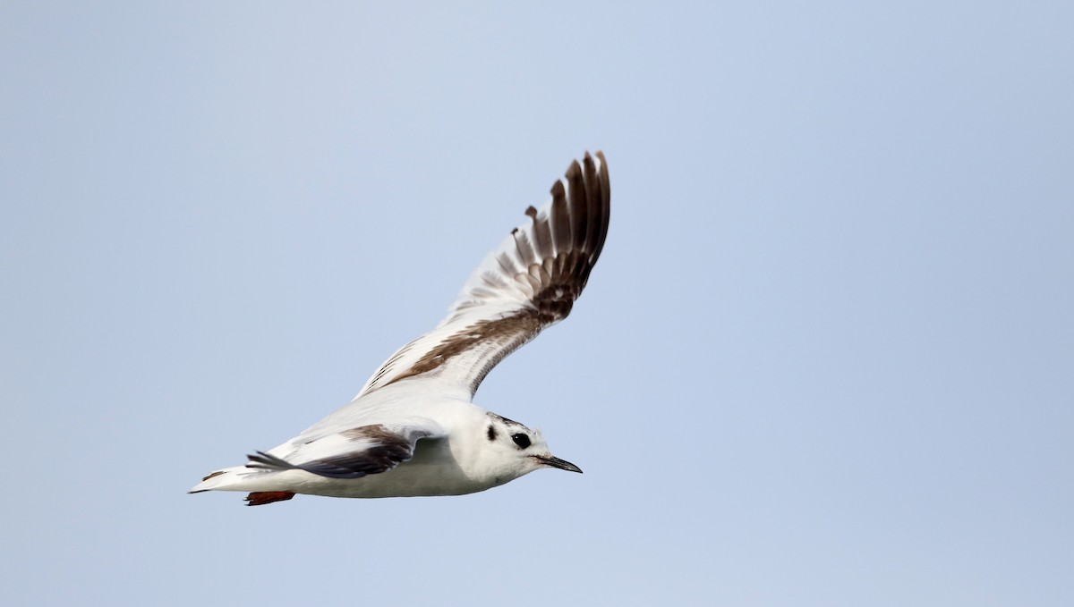 Little Gull - ML29066831