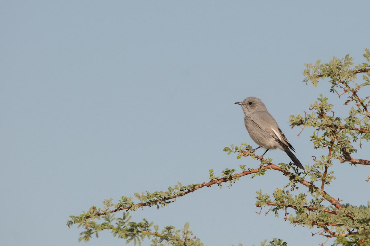 Blackstart - ML290668471