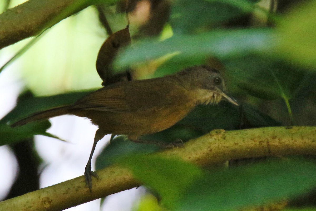 Brown Illadopsis - Kevin Lester