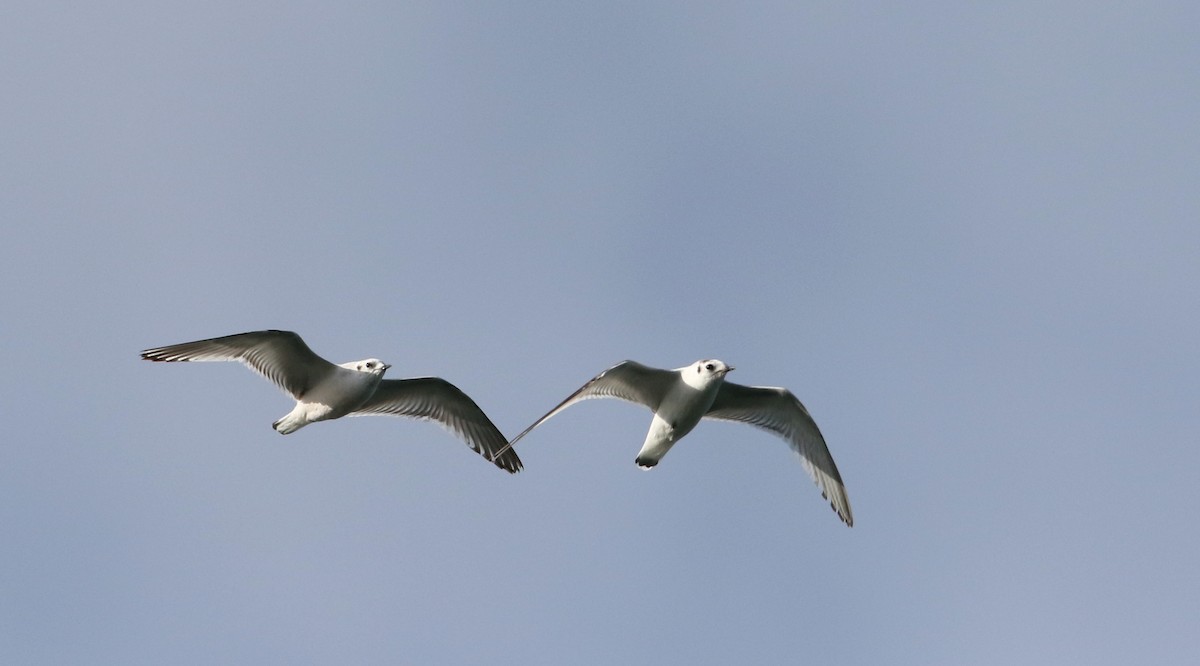 Little Gull - ML29066861