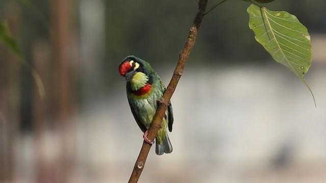 Coppersmith Barbet - ML290668631