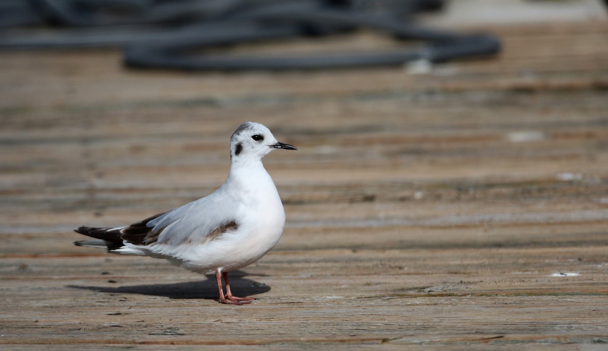 Little Gull - ML29066891