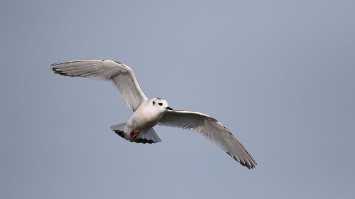 Little Gull - ML29066901