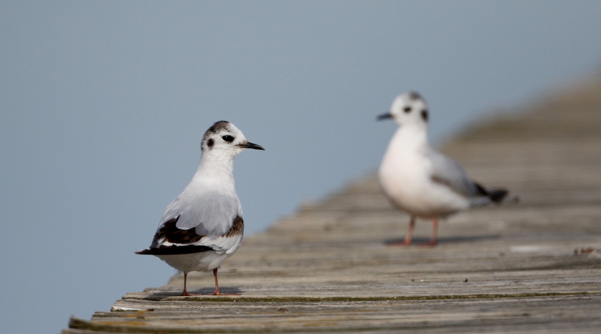 Little Gull - ML29066911