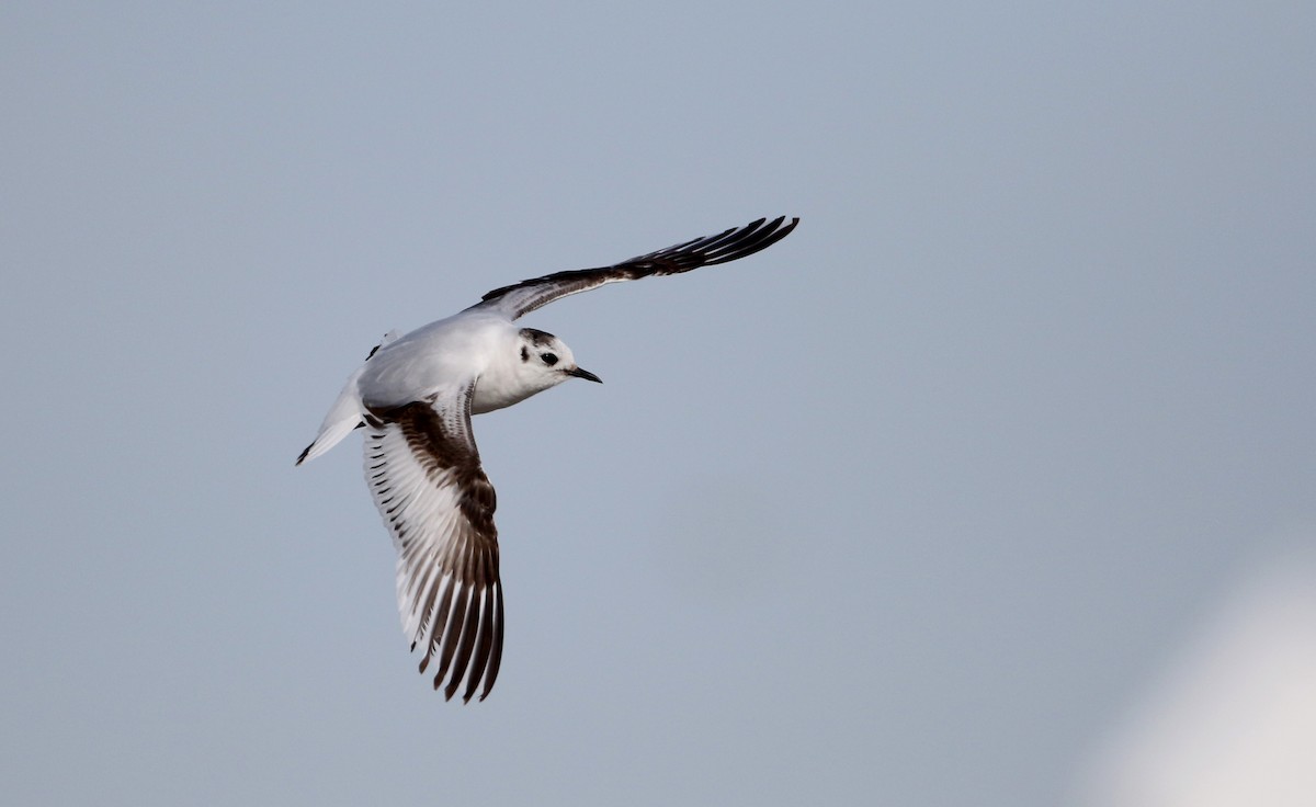 Little Gull - Jay McGowan